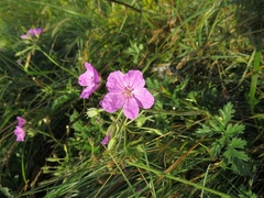 Erodium alpinum