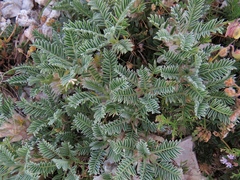 Astragalus sempervirens