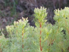 Serruria foeniculacea