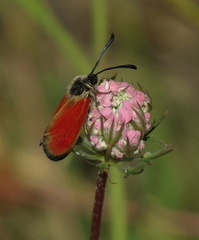 Zygaena rubicundus