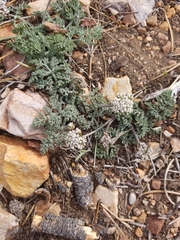 Lomatium nevadense parishii