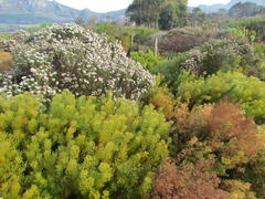 Serruria foeniculacea