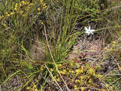 Aristea cantharophila