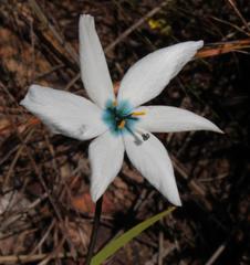 Aristea cantharophila
