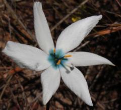 Aristea cantharophila