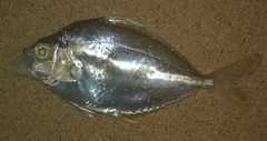Leiognathidae
