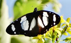 Amauris ochlea ochlea