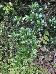 Ceanothus thyrsiflorus thyrsiflorus