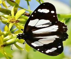 Amauris ochlea ochlea