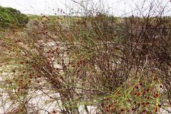 Muraltia scoparia