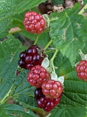 Rubus