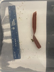 Cerebratulus lacteus