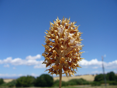 Trifolium vesiculosum