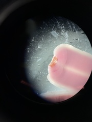 Cerebratulus lacteus