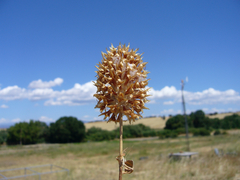 Trifolium vesiculosum