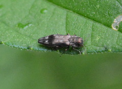 Agrilus lecontei
