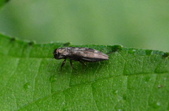 Agrilus lecontei