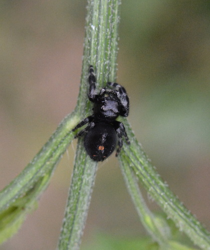 Bold Jumping Spider photographed in Louisiana