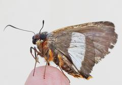 Coeliades forestan forestan