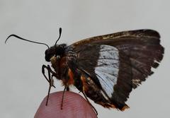 Coeliades forestan forestan