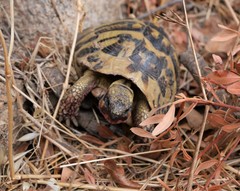 Testudo hermanni hermanni