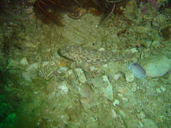 Caffrogobius nudiceps