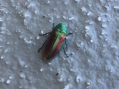 Chrysophana placida