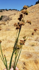 Juncus phaeocephalus