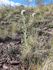 Echinops humilis