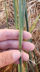 Juncus phaeocephalus