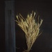 Glyphochloa - Photo no rights reserved, uploaded by S.MORE