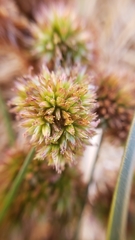 Juncus phaeocephalus