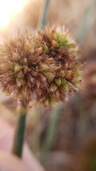 Juncus phaeocephalus
