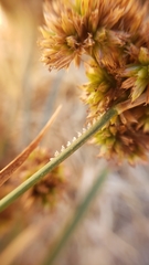Juncus phaeocephalus