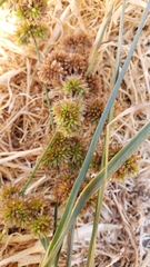 Juncus phaeocephalus