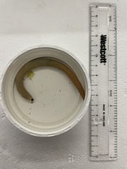 Phascolopsis gouldii