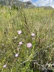 Ipomoea costellata