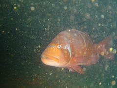 Chrysoblephus laticeps