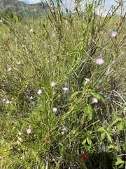 Ipomoea costellata
