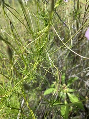 Ipomoea costellata