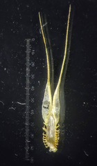 Glyphochloa forficulata