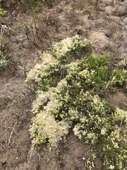 Baccharis pilularis pilularis