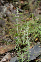Hedeoma oblongifolia