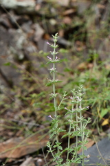 Hedeoma oblongifolia