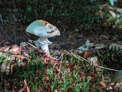 Amanita citrina