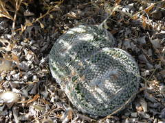 Miniature Pincushion Cactus (Mammillaria microthele)
