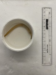 Phascolopsis gouldii