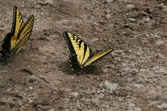Papilio alexiares garcia