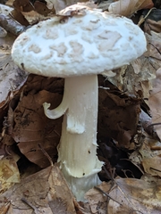 Amanita citrina