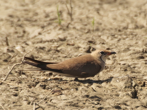 Canastera común (Glareola pratincola)